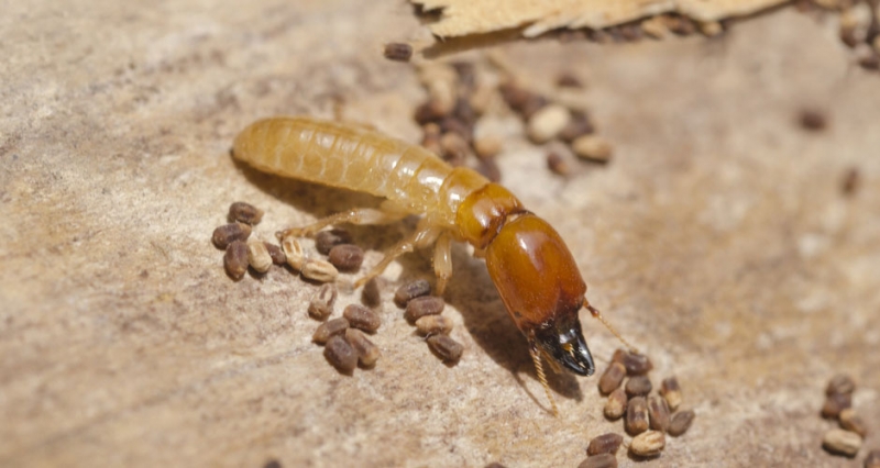 termite inspsection griffith